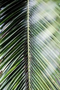 Full frame shot of palm leaves