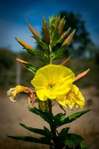 Close-up of yellow flowering plant