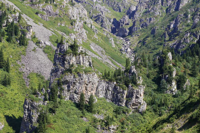 High angle view of trees growing on land