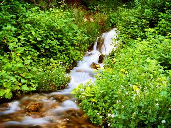Scenic view of waterfall in forest