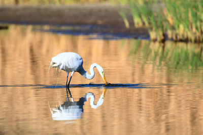 Bird in lake