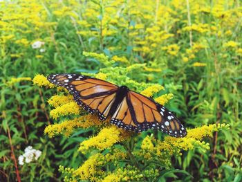 Close-up of butterfly pollinating on yellow flower