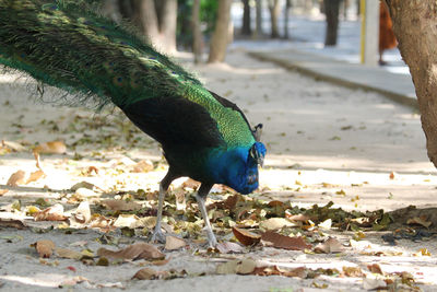 Close-up of a bird