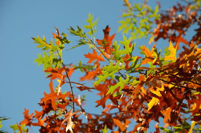 Close-up of autumn leaves during sunny day