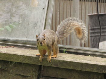 Squirrel on wood