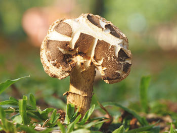 Close-up of mushroom