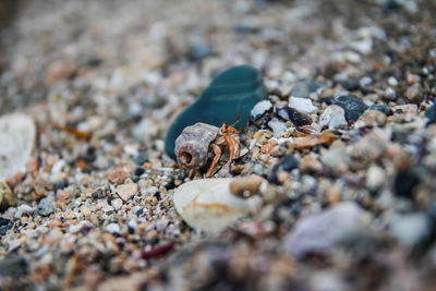 Close-up of crab