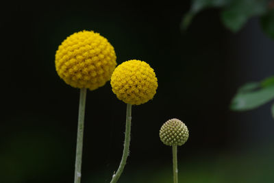 Close-up of red flower