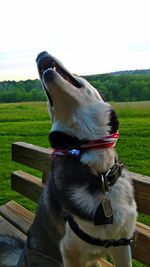 Dog sitting on grass against clear sky