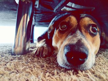 Close-up portrait of dog lying down