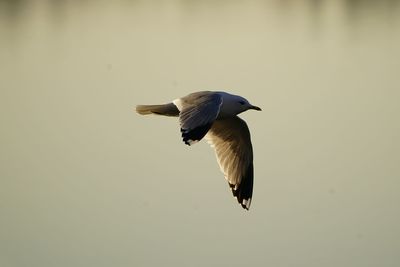 Bird flying in the sky