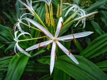 Close-up of flowering plant