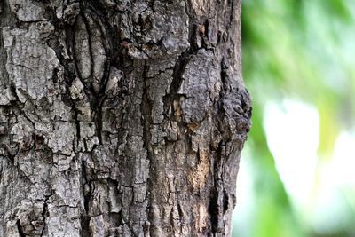 Close-up of tree trunk