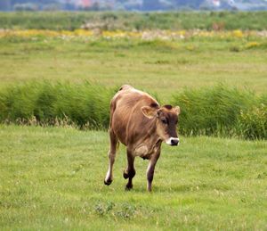 Cow on field