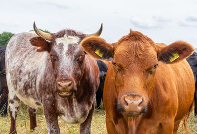 Cows standing in a field