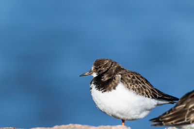 Close-up of bird perching outdoors