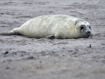 Newborn gray seal lying on sand