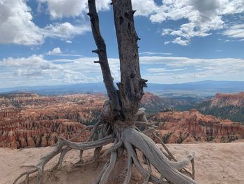 Panoramic shot of trees on landscape against sky