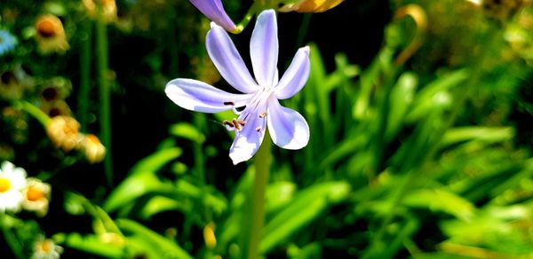 Close-up of purple flowering plant