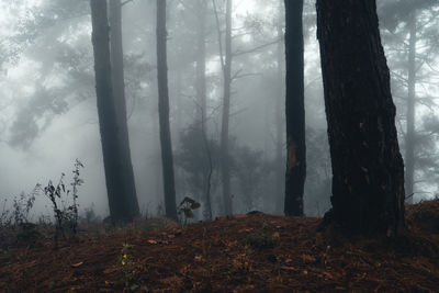 Trees in forest