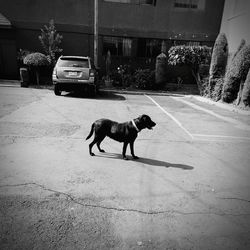 Dog on dirt road