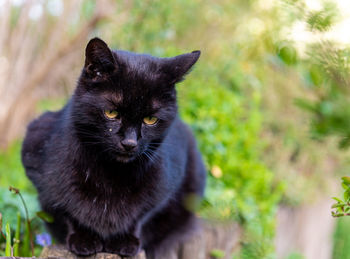 Close-up of black cat