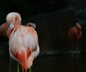 Close-up of a bird