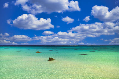 Beautiful coral reef sea in okinawa