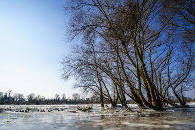 Bare trees by plants against sky during winter