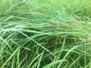 Full frame shot of wet grass