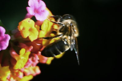 Close-up of insect pollinating flower