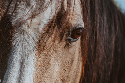 Close-up of a horse