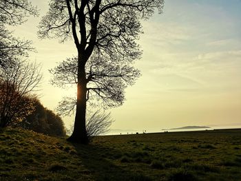 Trees on field against sky during sunset