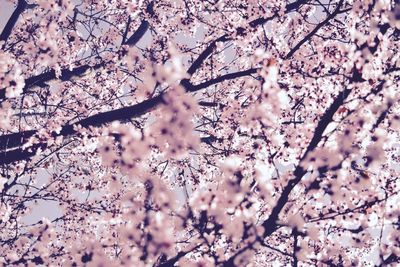 Low angle view of flower tree against sky