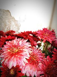 Close-up of red flowers