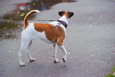 Dog standing on road