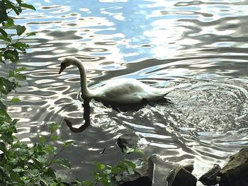 High angle view of swan swimming in lake