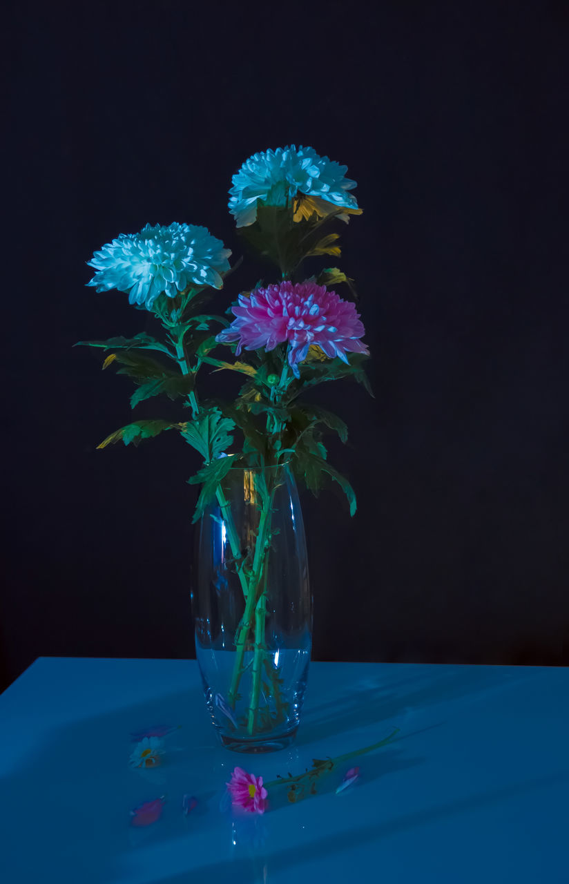 blue, flower, indoors, purple, nature, flowering plant, plant, studio shot, no people, water, black background, vase, multi colored, art, freshness, beauty in nature, close-up, decoration