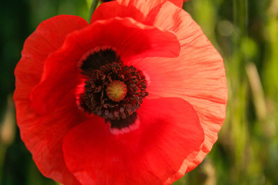 Close-up of red poppy blooming outdoors