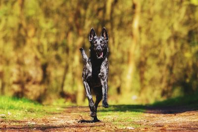 Portrait of dog running