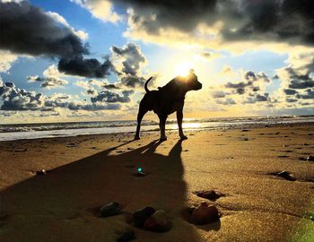 Silhouette horse on beach against sky during sunset