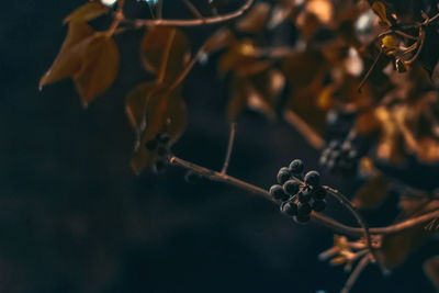 Low angle view of black berries on tree