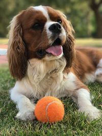 Close-up portrait of dog with ball on grass cavalier king charles spaniel 