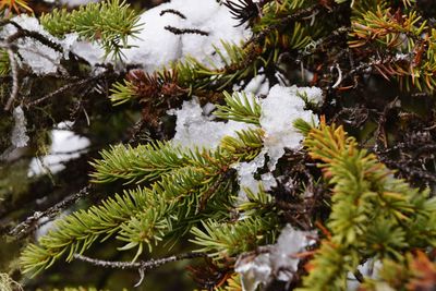 Close-up of snow covered pine tree leaves
