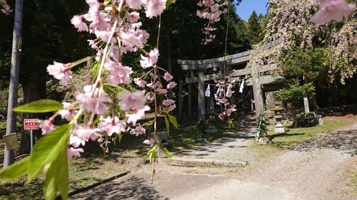 View of pink flowering plants in front of building