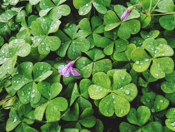 Full frame shot of wet clover leaves