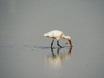 Bird drinking water on a lake