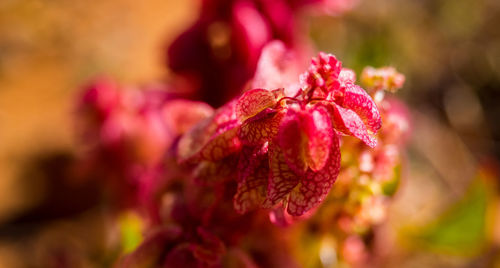 Close-up of pink flowering plant