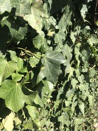 High angle view of leaves on field