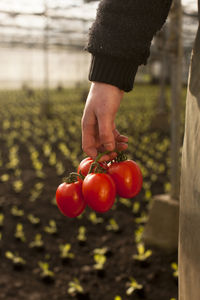 Midsection of man holding tomatoes